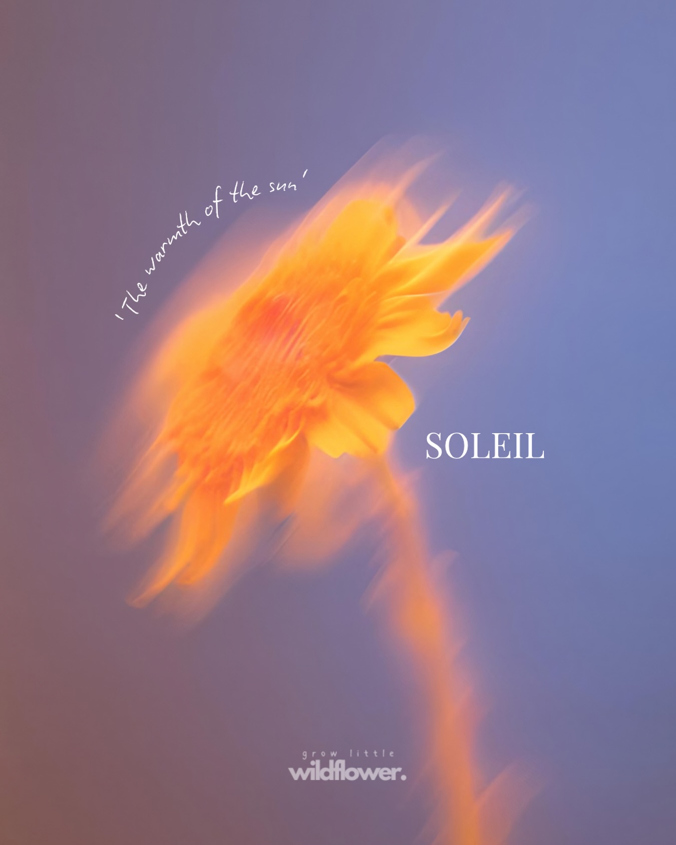 SOLEIL ☀️
I heard we were taking IG back to where it all began. Single images. Soaking in every moment. Stillness.
So, here is Soleil. The first single name I ever shared back in 2019. With a slight 2026 twist ~ featuring a poetic meaning to celebrate each name I share 🥹🍃💫
Meaning ~ Sun
Pronunciation ~ So-lay
Who remembers my single name features? Do you want to see more? I always share intuitively with no rhyme or reason…so it was always exciting to see which name was shared next!! ❤️🔥
#growlittlewildflower #wildflower_s