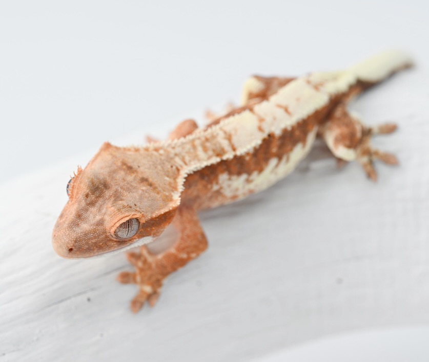This HET Axanthic Frappuccino had its photos update on the website (link in bio). You can check out the rest of its photos there 😊.
#crestedgecko #crestedgeckos #crestedgeckosofinstagram #reptiles #correlophusciliatus